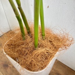 観葉植物 フェイクインテリア用 造花 ダミーの画像