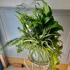 観葉植物　８号寄せ植え　高さ７０センチの画像