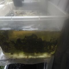 ボトル入りタニシ(5匹)追加品出ししました。の画像