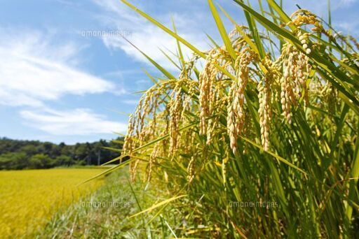 受付中止中　玄米　ゆうだい21令和7年産　限定数