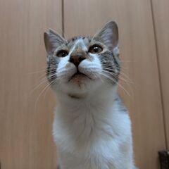 約5ヶ月の男の子