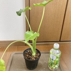 斑入りクワズイモ　観葉植物の画像