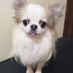 チワワ5歳♂️(ブルプ君)