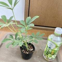 カポック　観葉植物の画像