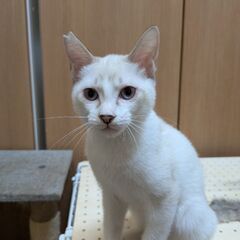青い目がキレイなシャム系にゃんこ