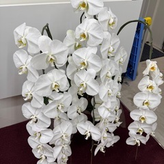 【お譲りします】胡蝶蘭5本立ての画像
