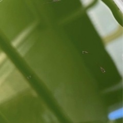 受付中 🔴和墨×紅白ラメ めだか針子 25匹+αの出品です。 の画像
