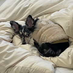 3才のチワックス