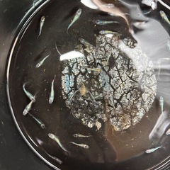 メダカ　ミナミヌマエビの画像
