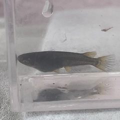 ゴルゴーンメダカ　Iペア＋雄Iの画像