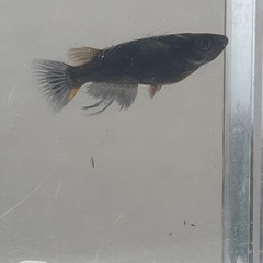 ゴルゴーンメダカ　Iペア＋雄Iの画像
