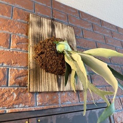 ビカクシダ　ベイチー　大株の画像
