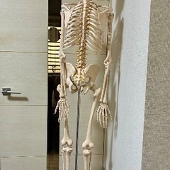 人体骨格模型(等身大)の画像