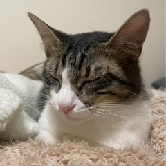 里親探してます