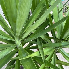 ユッカの画像