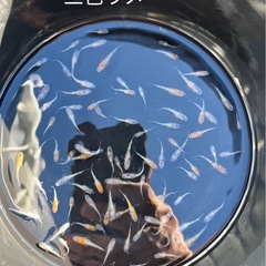 メダカ1000円均一　今年ラスト！！の画像