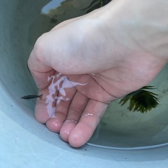 ミナミヌマエビの画像