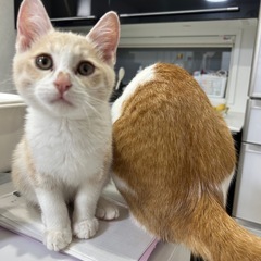 生後２ヶ月　パステルカラー茶トラ − 岩手県