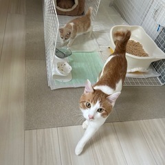 生後２ヶ月　パステルカラー茶トラ - 盛岡市