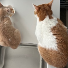 生後２ヶ月　パステルカラー茶トラ - 猫