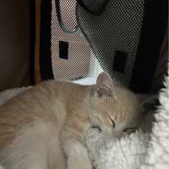 生後２ヶ月　パステルカラー茶トラ