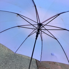 55cm 傘　　の画像