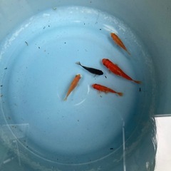0円　金魚あげます　1-5匹の画像