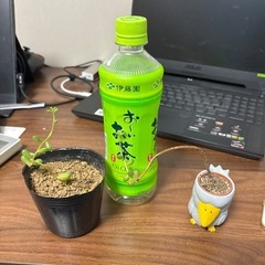 鉢植え　シェクトパーズ　２つでも片方でもokの画像
