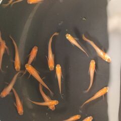 【めだか】　楊貴妃ヒカリ体型、稚魚～幼魚おまけ込み13匹セット、今年産まれの画像