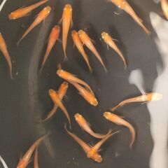【めだか】　楊貴妃ヒカリ体型、稚魚～幼魚おまけ込み13匹セット、今年産まれの画像