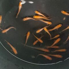 【めだか】　楊貴妃ヒカリ体型、稚魚～幼魚おまけ込み13匹セット、今年産まれの画像