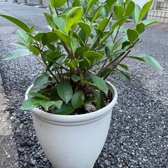 ガジュマルの画像