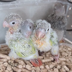 ウロコインコ雛 ご家族様募集中🐥