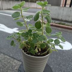大人気植物☆ハーブ　ゴキブリ予防にも☆育てやすくいい匂い①の画像