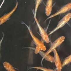 【めだか】名前不明です。　ラメの入っためだか 今年産まれ　13匹セット　◆ある程度固定してます。の画像