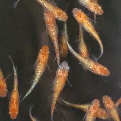 【めだか】名前不明です。　ラメの入っためだか 今年産まれ　13匹セット　◆ある程度固定してます。の画像