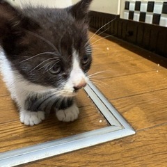 迷い猫