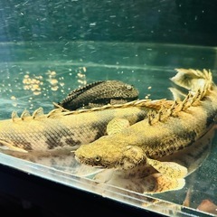 ポリプの画像