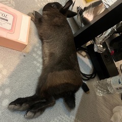 ネザーランドドワーフ
