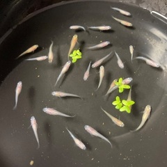 メダカあげます！の画像