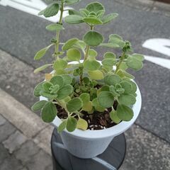 アロマティカス☆観葉植物でも☆大人気ハーブ②の画像