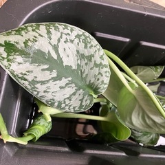 ハナキリン スキンダプサス  ポトス　エンジョイ　観葉植物の画像