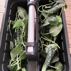 ハナキリン スキンダプサス  ポトス　エンジョイ　観葉植物の画像