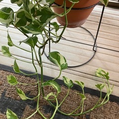 ハナキリン スキンダプサス  ポトス　エンジョイ　観葉植物の画像