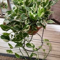 ハナキリン スキンダプサス  ポトス　エンジョイ　観葉植物の画像