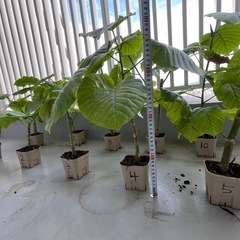 ウンベラータ挿し木の画像
