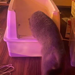 【特大・でかすぎ】大きい猫用大きいトイレ【新品・未使用】の画像
