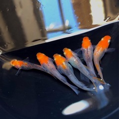 取引き中＊極限🌆新かぐやMAX成魚⒍匹 希少メダカの画像