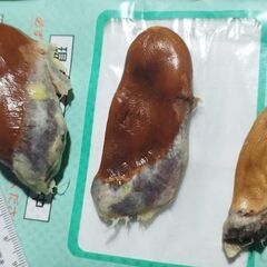 希少　元気な3個!　発芽寸前の元気なMonthongドリアンの最高品種の巨大種の画像