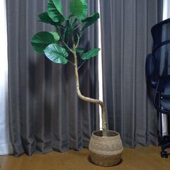 ニトリ フェイクグリーン ウンベラータ+ 鉢カバー 観葉植物の画像